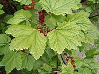 Groseille (Pas de Calais) (01) (Photo F. Mrugala)